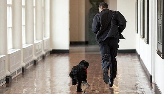 美国“第一宠物”公务繁忙 和总统一样安排行程